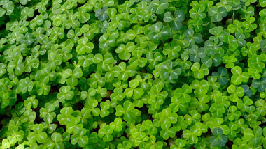 St Patricks Day